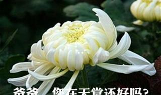 想念天堂的爸爸 想念天堂的爸爸