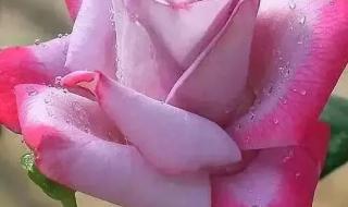 没有情人节的情人节 没有情人节的情人节