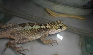 中国石龙子 中国石龙子