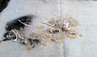 老人火化狗狗满眼泪水 老人火化狗狗满眼泪水