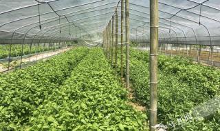 清明节是如何算来的 清明节是怎么来的?