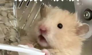 鼠鼠配音怎么做 鼠鼠文学是什么梗