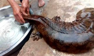 现巨型野生娃娃鱼